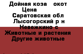 Дойная коза 3 окот › Цена ­ 5 000 - Саратовская обл., Лысогорский р-н, Невежкино с. Животные и растения » Другие животные   